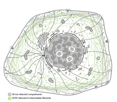 © Human Protein Atlas; available from: Subcellular - GFAP - The Human Protein Atlas
Das Projekt „Human Protein Atlas“ wird von der Knut- und Alice-Wallenberg-Stiftung finanziert
