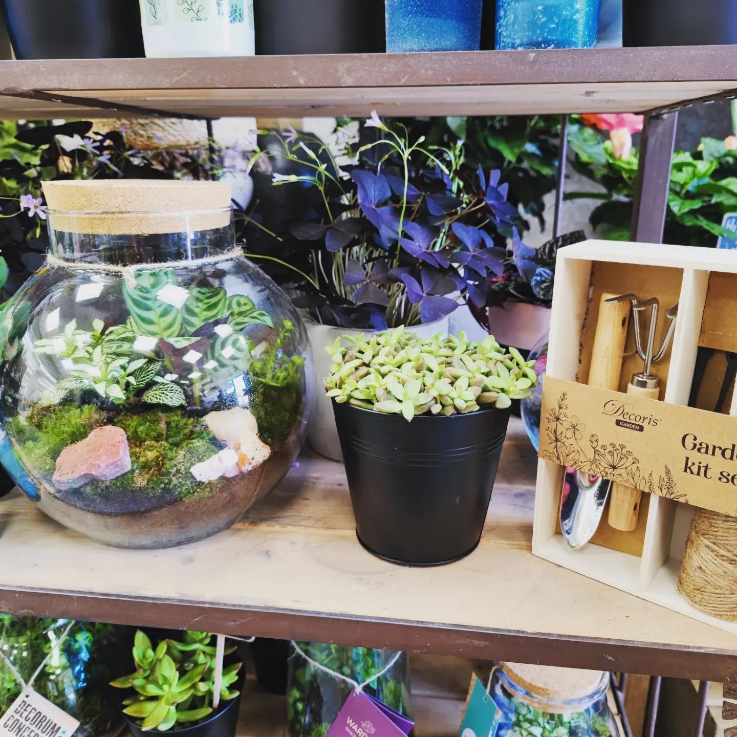 Petites plantes en pot et terrariums sur des étagères en bois dans une jardinerie.
