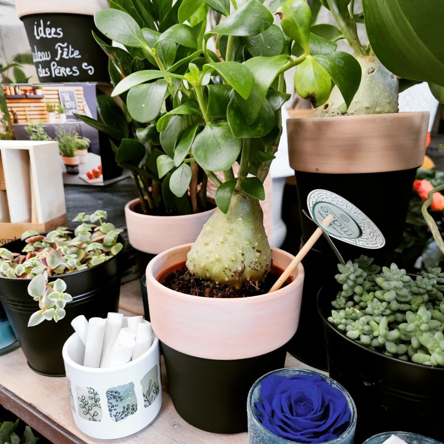Assortiment de plantes grasses et de plantes d'intérieur en pot sur une table d'exposition, avec des étiquettes de prix et une petite pancarte.