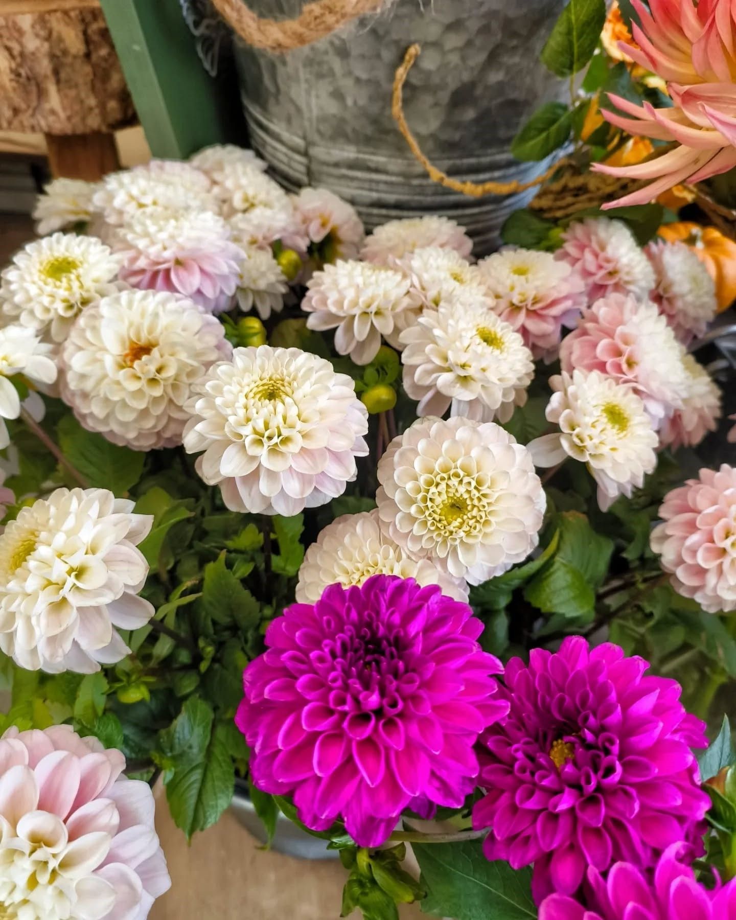 Dahlias blancs et roses, avec deux fleurs d'un magenta éclatant.