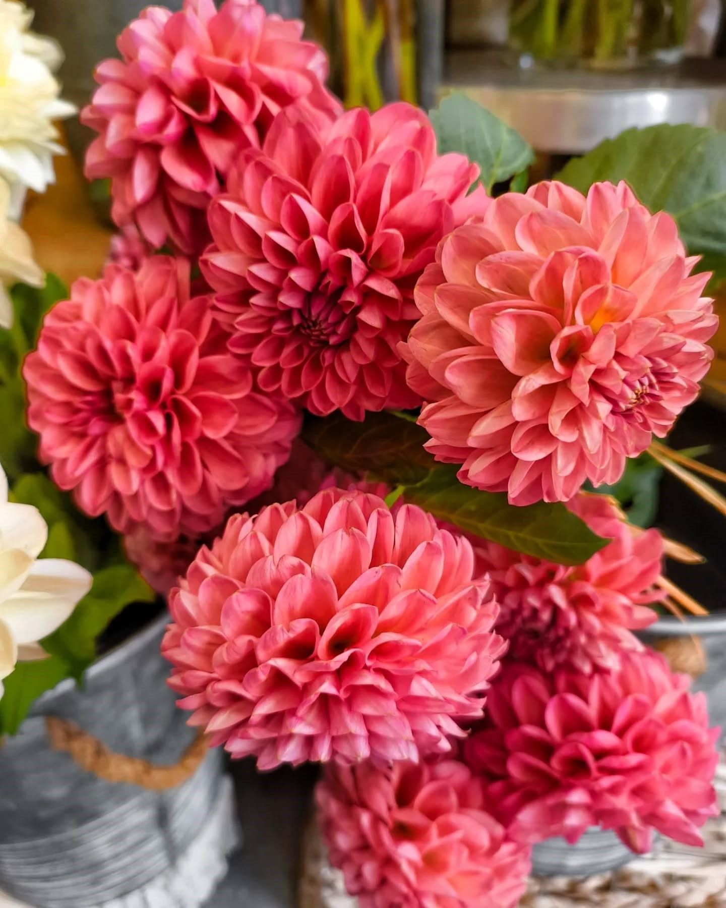 Bouquet de fleurs roses et corail éclatantes dans un vase.