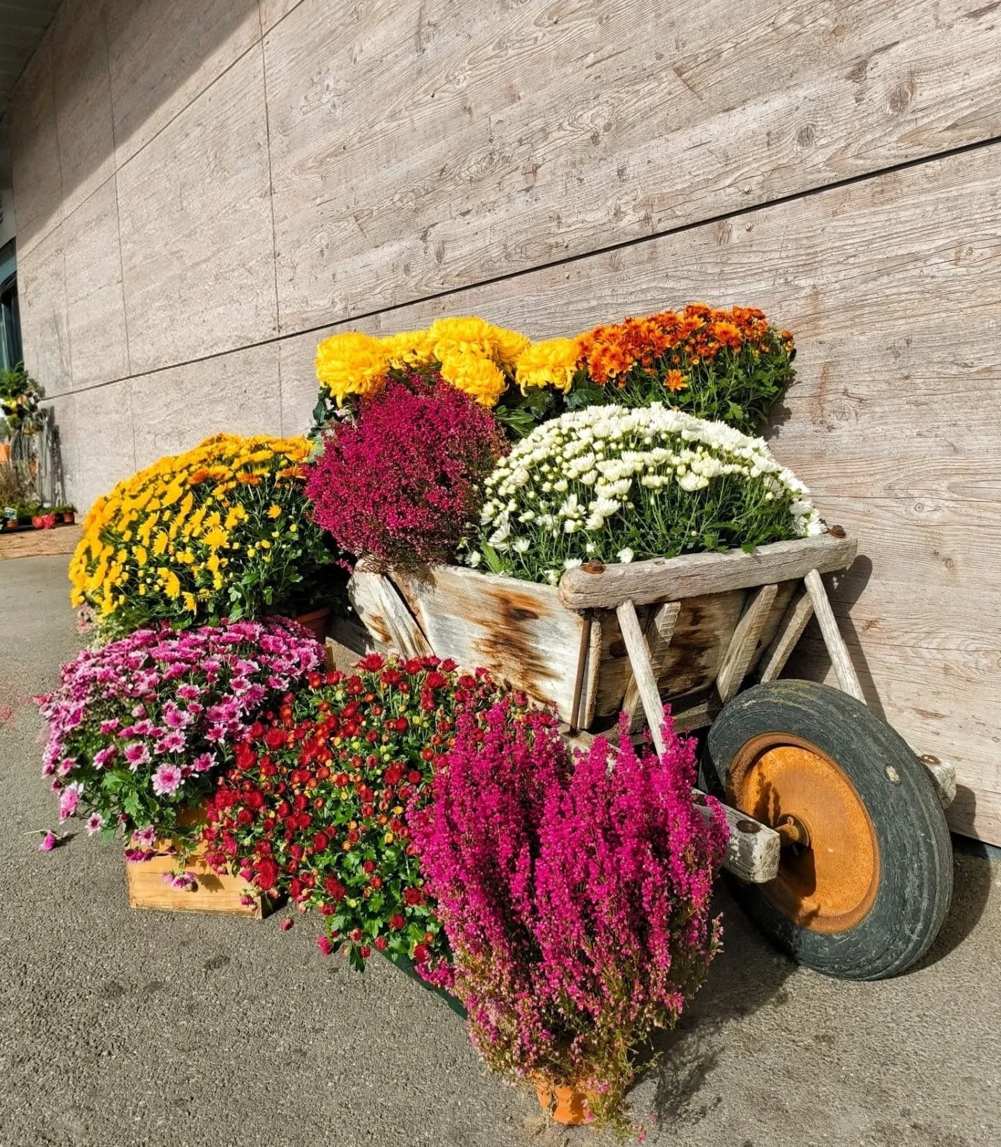 Chariot chargé de fleurs colorées, adossé à un mur de pierre.
