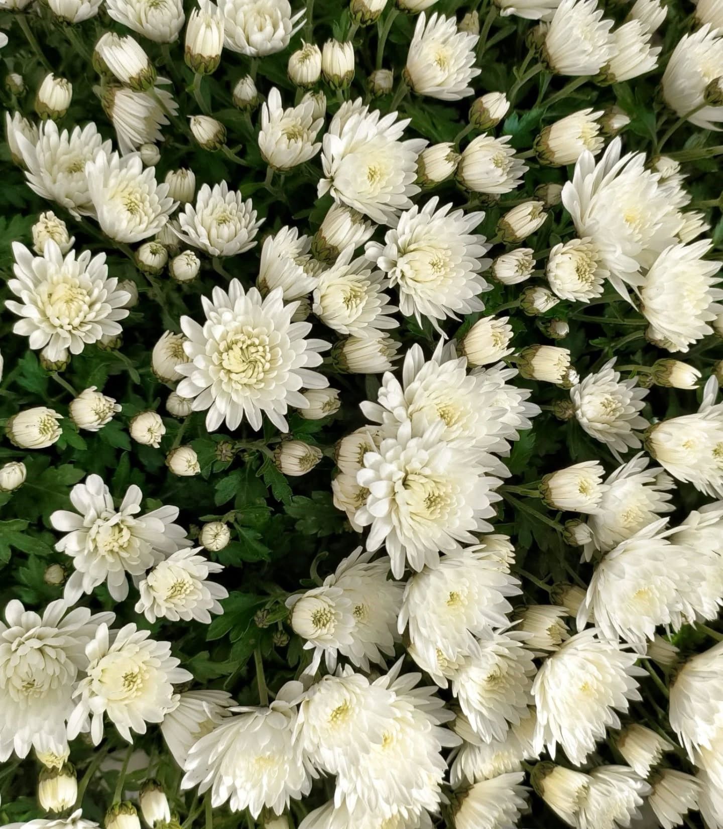 Grappe de chrysanthèmes blancs.