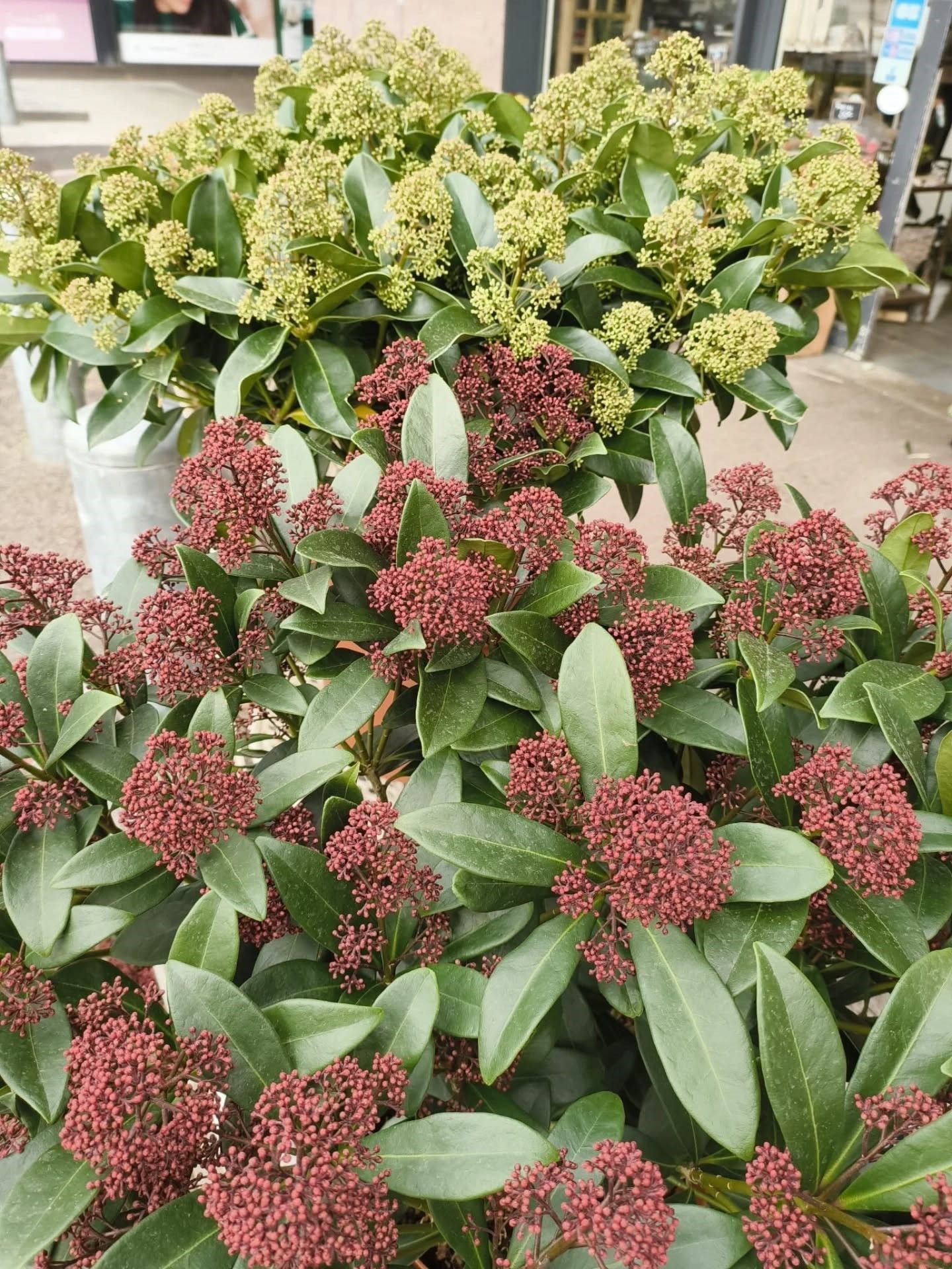 Arbustes fleuris en pot, aux grappes rouges et vert pâle, exposés à l'extérieur dans une jardinerie.