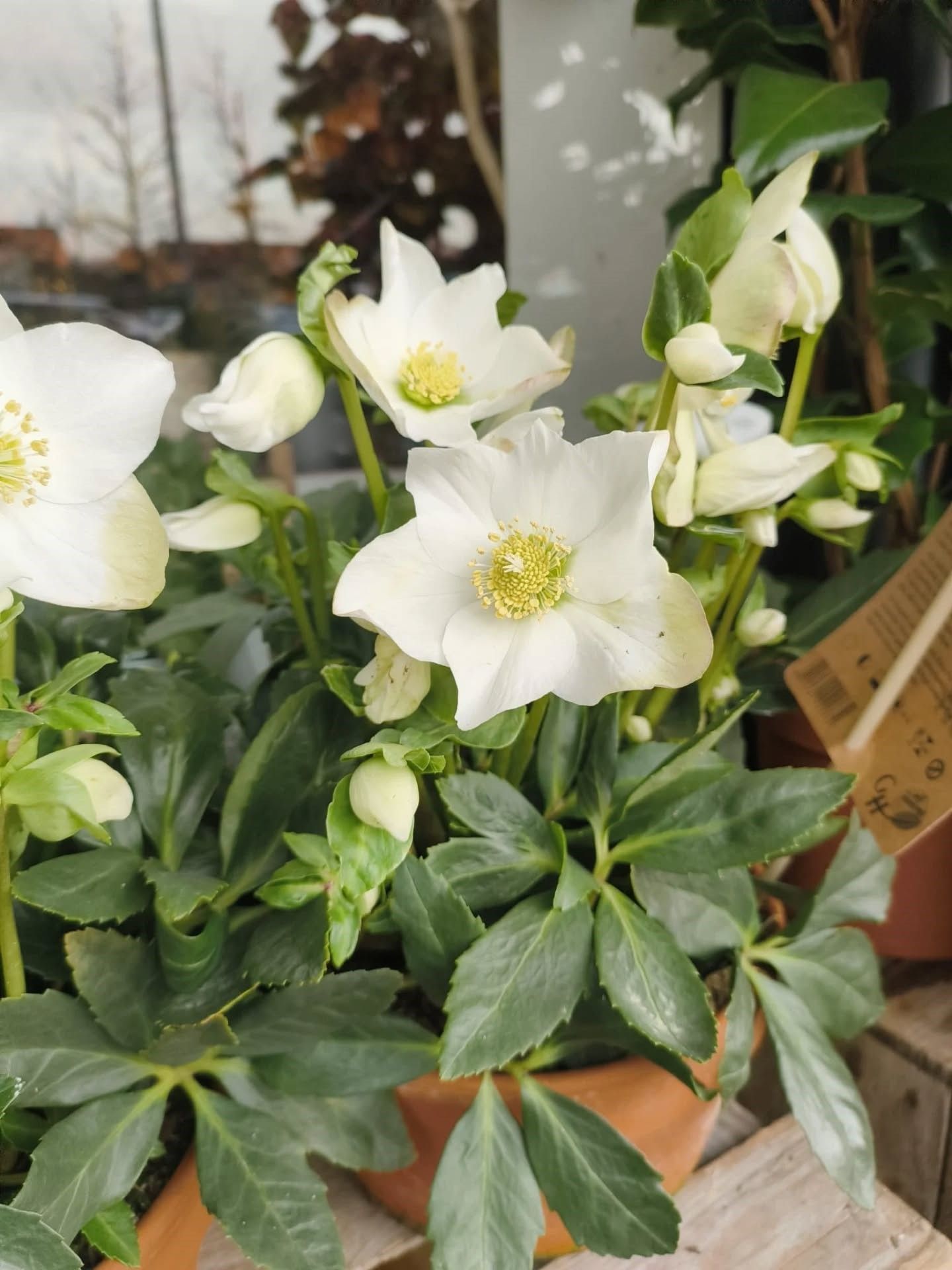 Fleurs d'hellébore blanches à cœur jaune et feuilles vertes en pot.