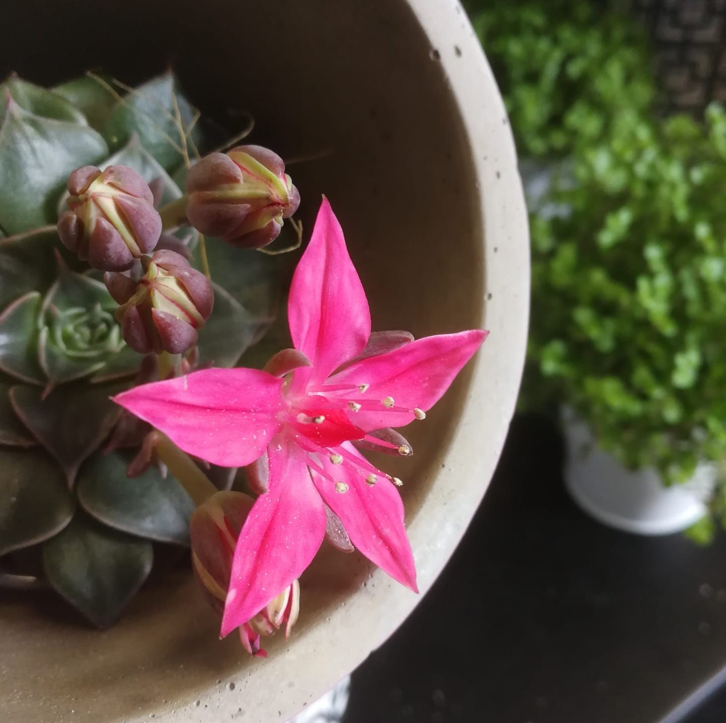 Une fleur de cactus rose vif dans un pot.