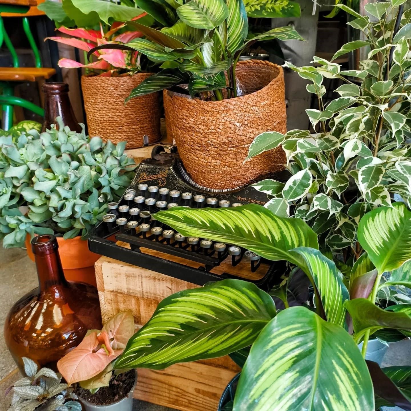 Des plantes d'intérieur en pot sur une étagère, avec des feuilles vertes panachées et un petit vase ambré.
