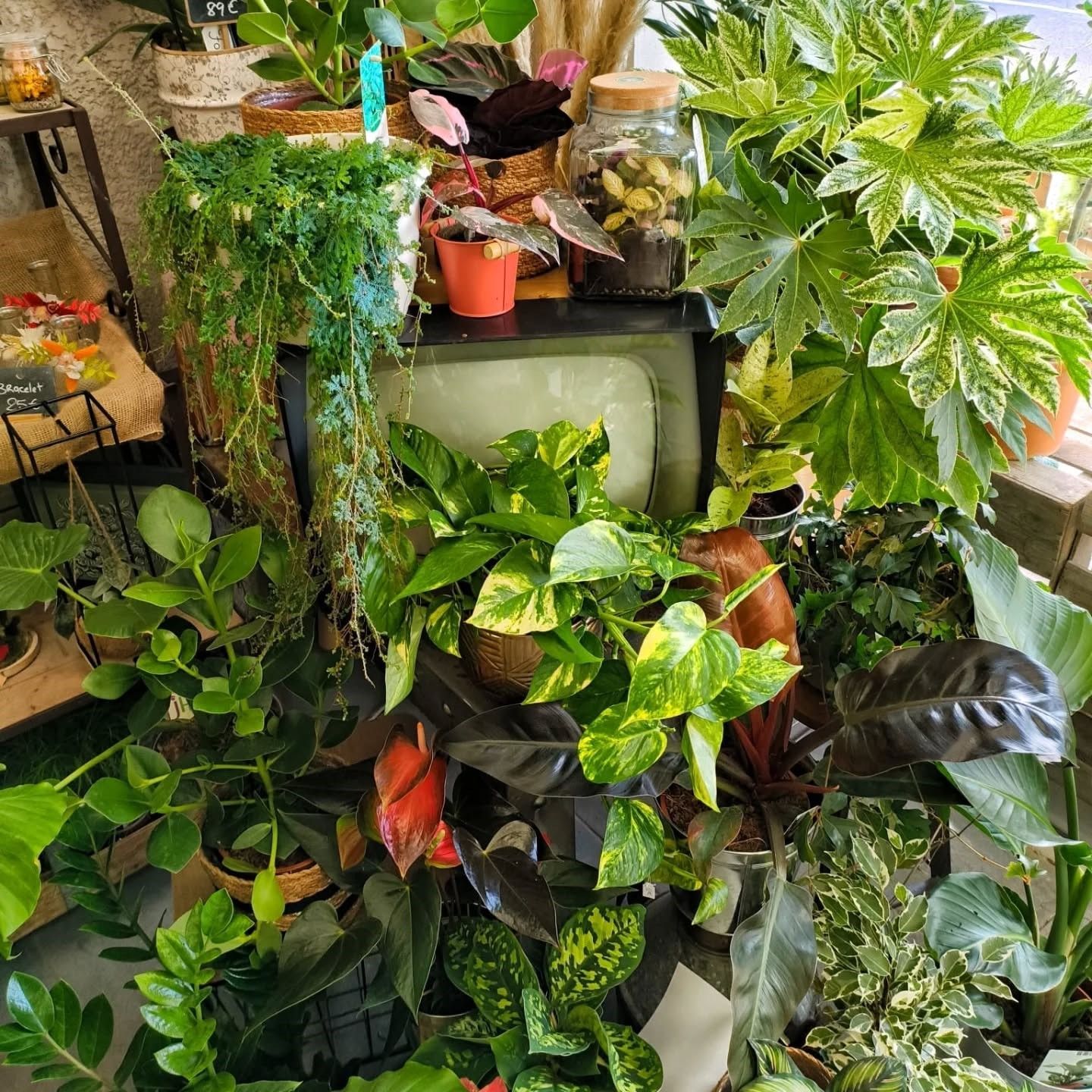 Luxueuse composition de plantes d'intérieur avec de nombreux pots verts et des plantes grimpantes suspendues autour d'une vieille télévision.