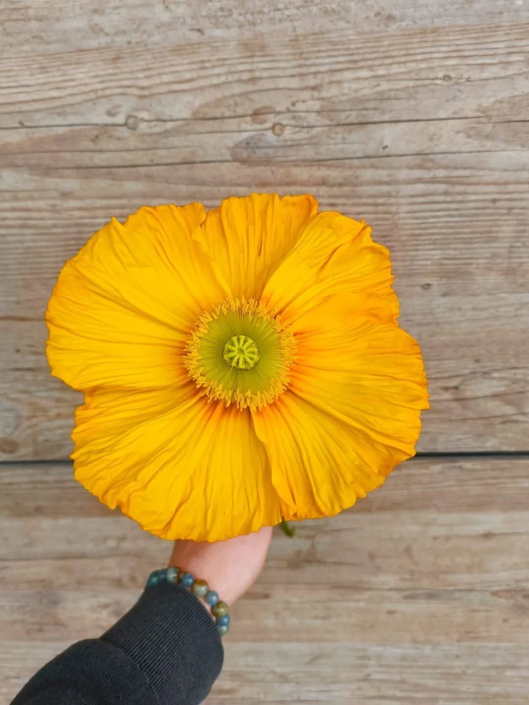 Une fleur semblable à un coquelicot jaune est tenue par une main féminine.