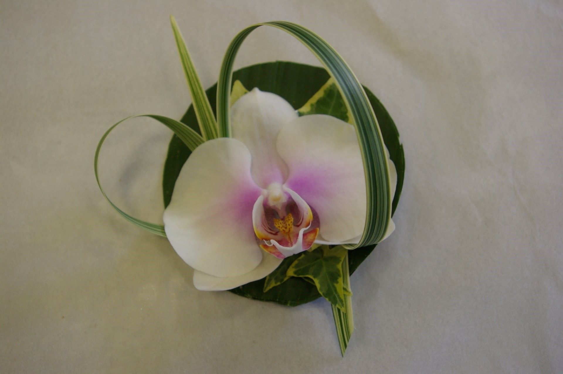 Orchidée blanche et rose à feuilles vertes sur fond beige.