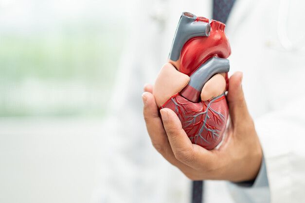 Médico sosteniendo un modelo de corazón humano, demostrando su estructura.