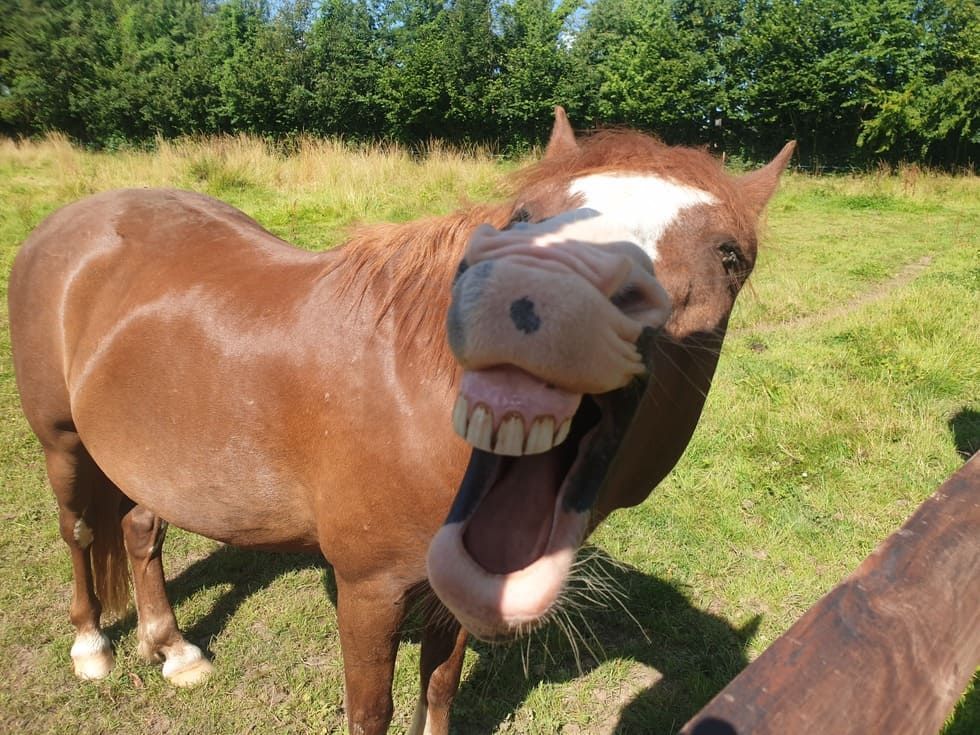 Colonie de vacances à THAON 02