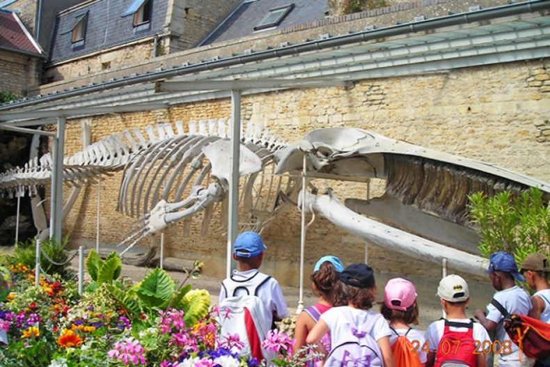 Musée de la baleine