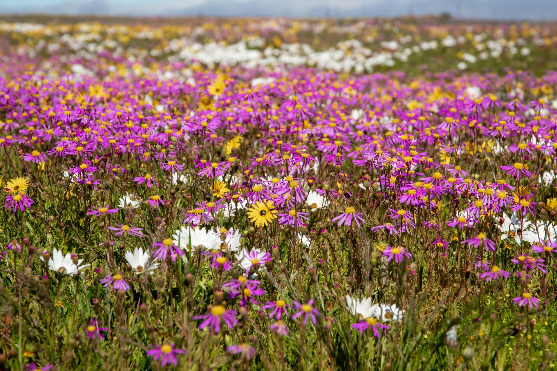 Enfants sur des poneys