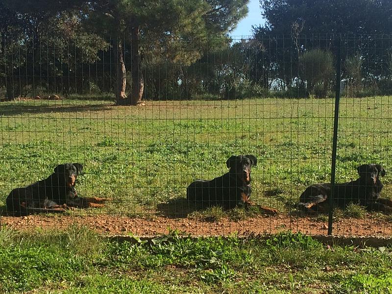 reproducteurs beaucerons