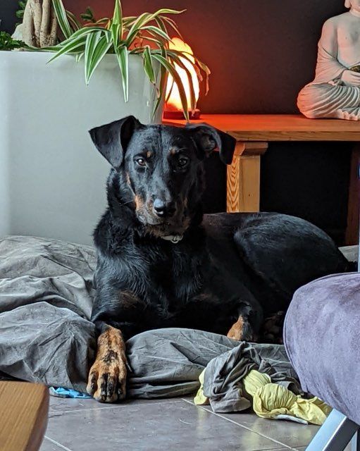 Chien couché 