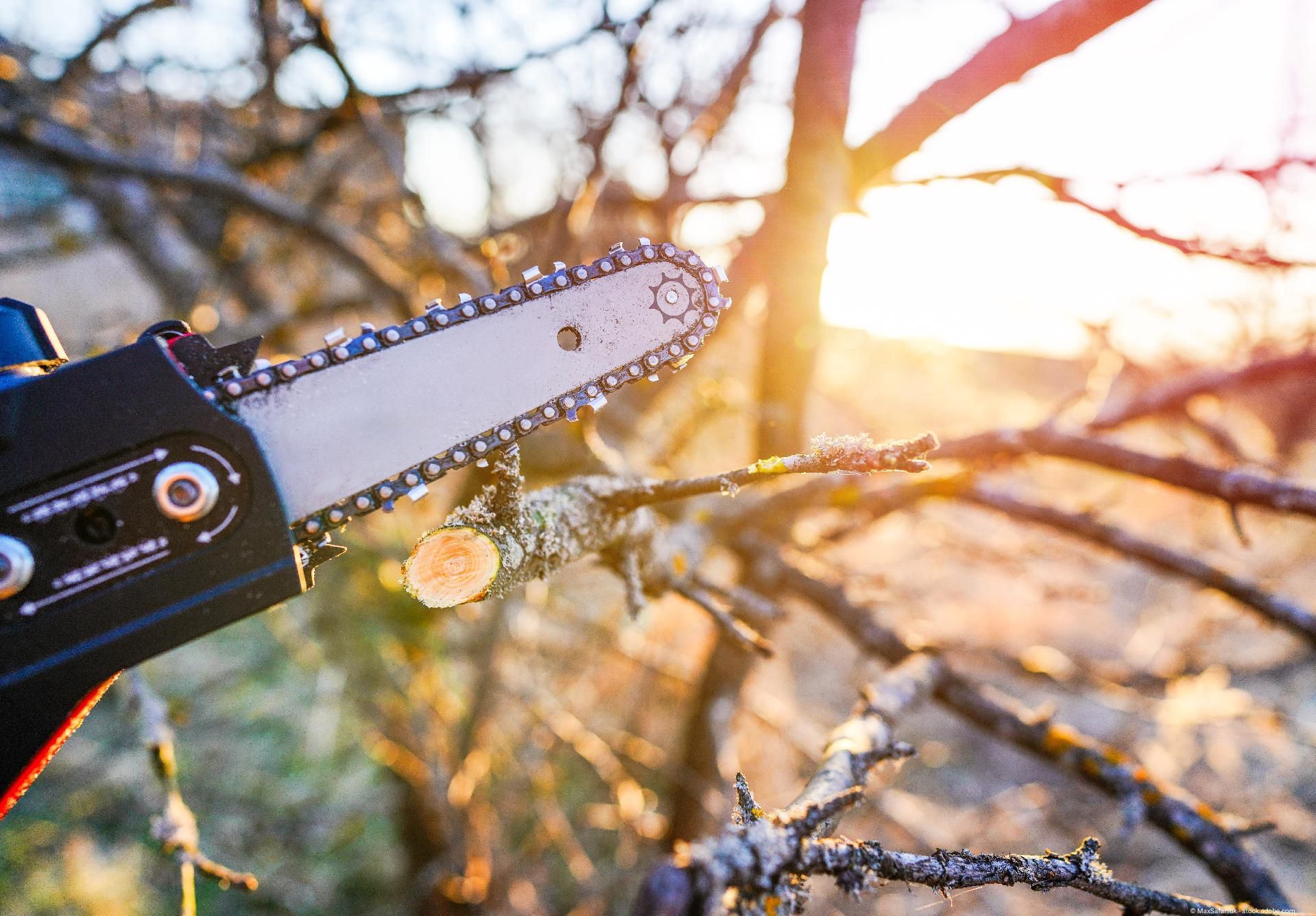 Detailaufnahme einer Kettensäge beim professionellen Baumschnitt.