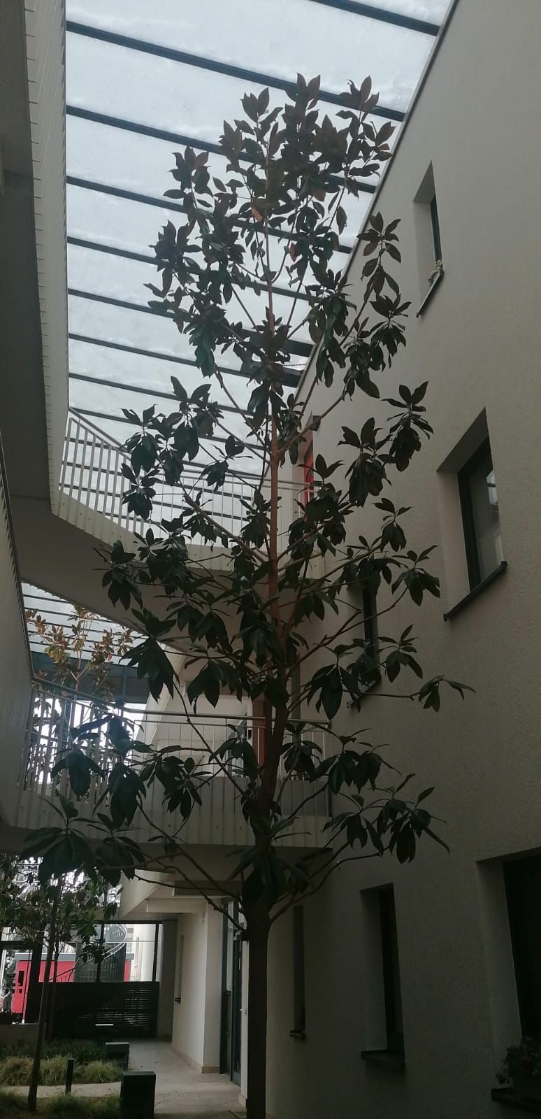 Baumkrone unter einem Glasdach im Innenhof.