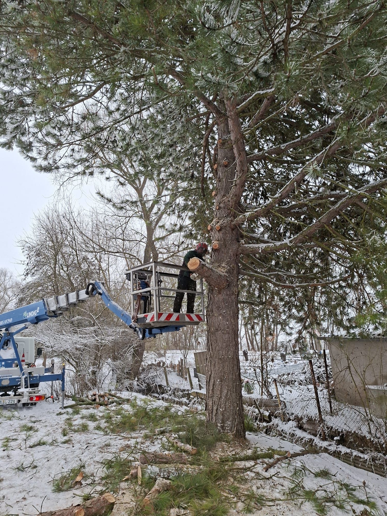 Männer arbeiten an einem großen grünen Baum