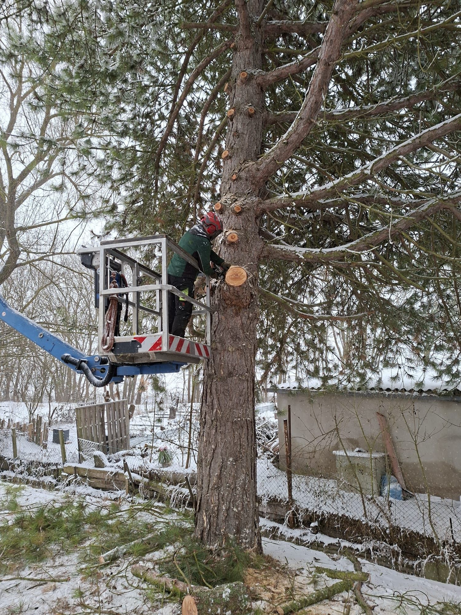 Person mit Schutzhelm und grüner Jacke schneidet mit Motorsäge Äste an einem großen Baum von einer Hebebühne aus