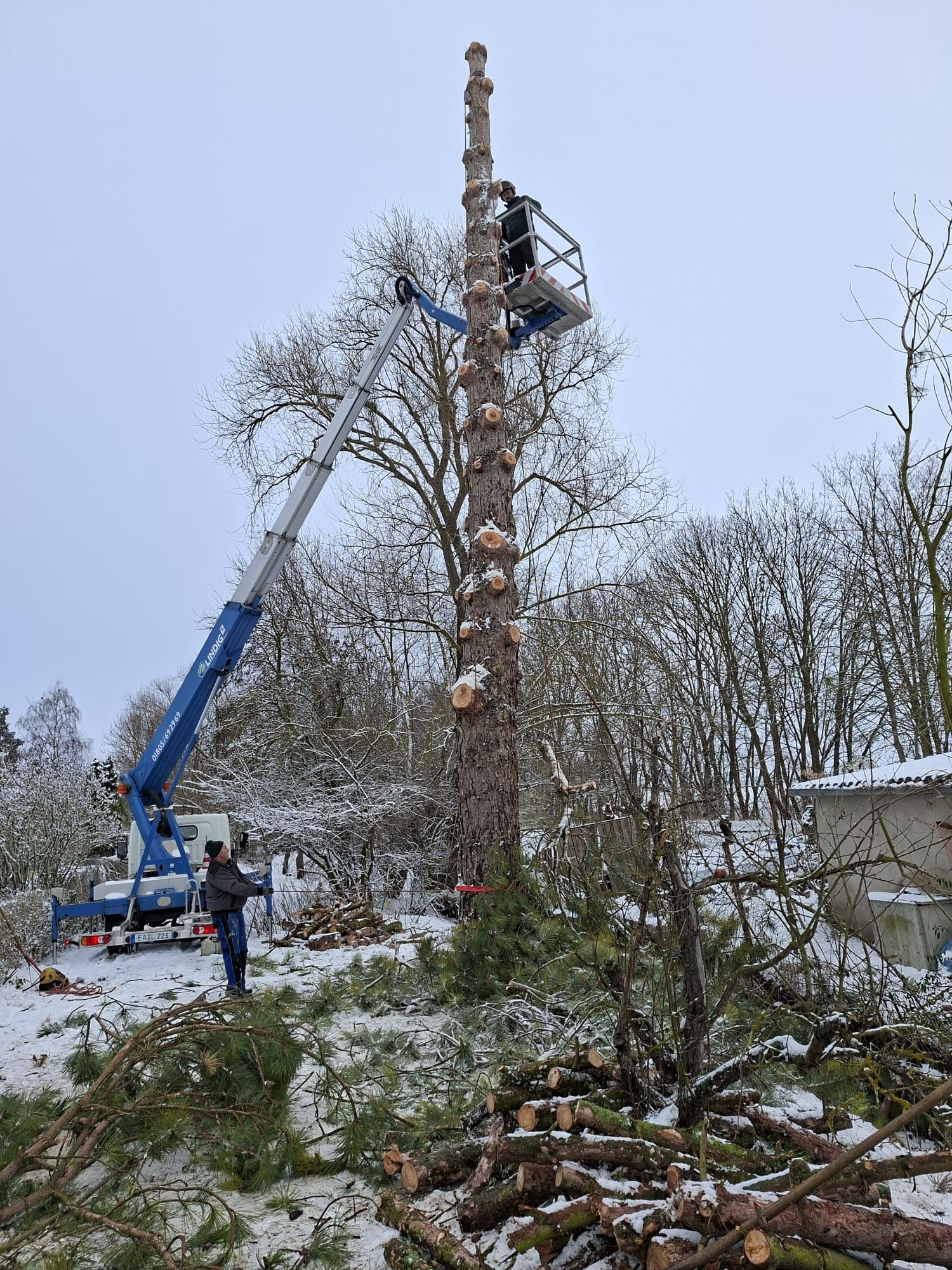 Mann in Arbeitskorb an langem Baumstamm ohne Äste im verschneiten Waldgebiet mit Holzstämmen am Boden