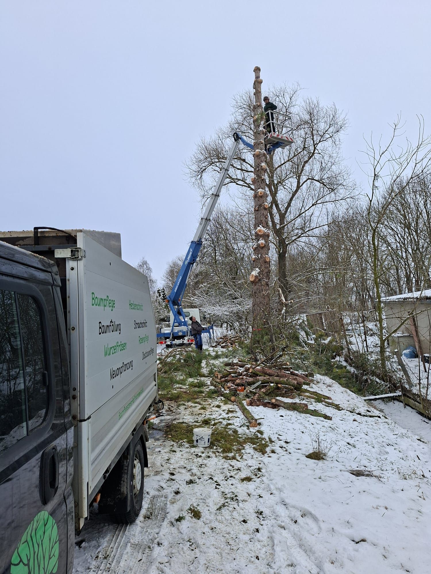 Baumpfleger auf Baumspitze bei Arbeiten mit Seiltechnik.
