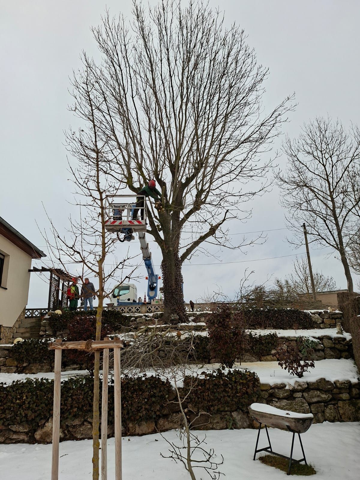 Baumpfleger in großer Höhe beim Rückschnitt der Baumkrone.