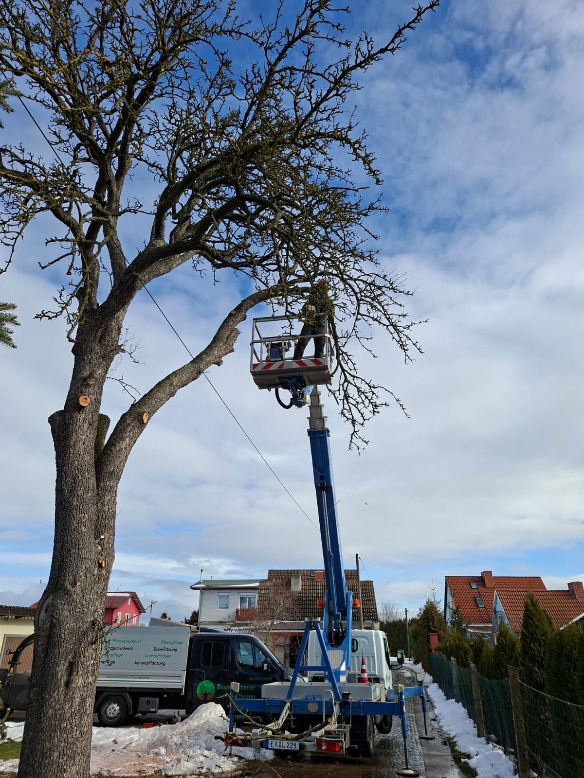 Hoher Baum mit ausladender Krone vor der Baumpflege.