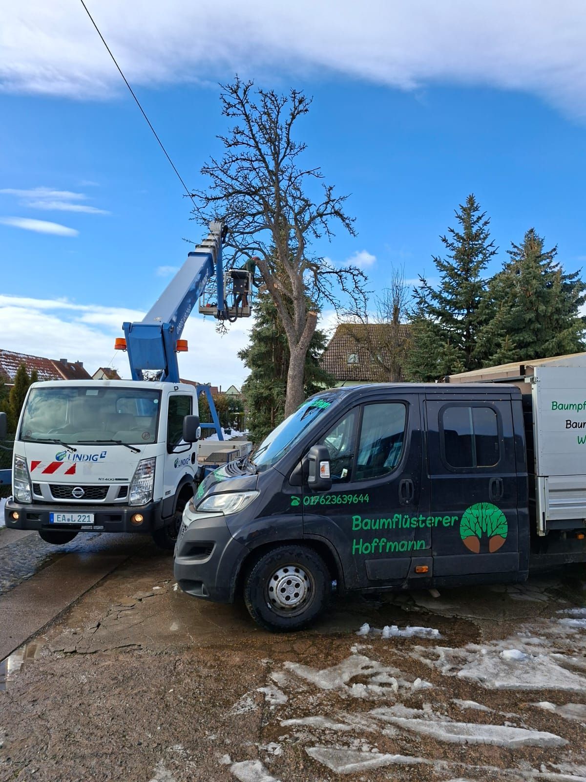 Baumpfleger in Hubsteiger beim Rückschnitt eines großen Baumes.