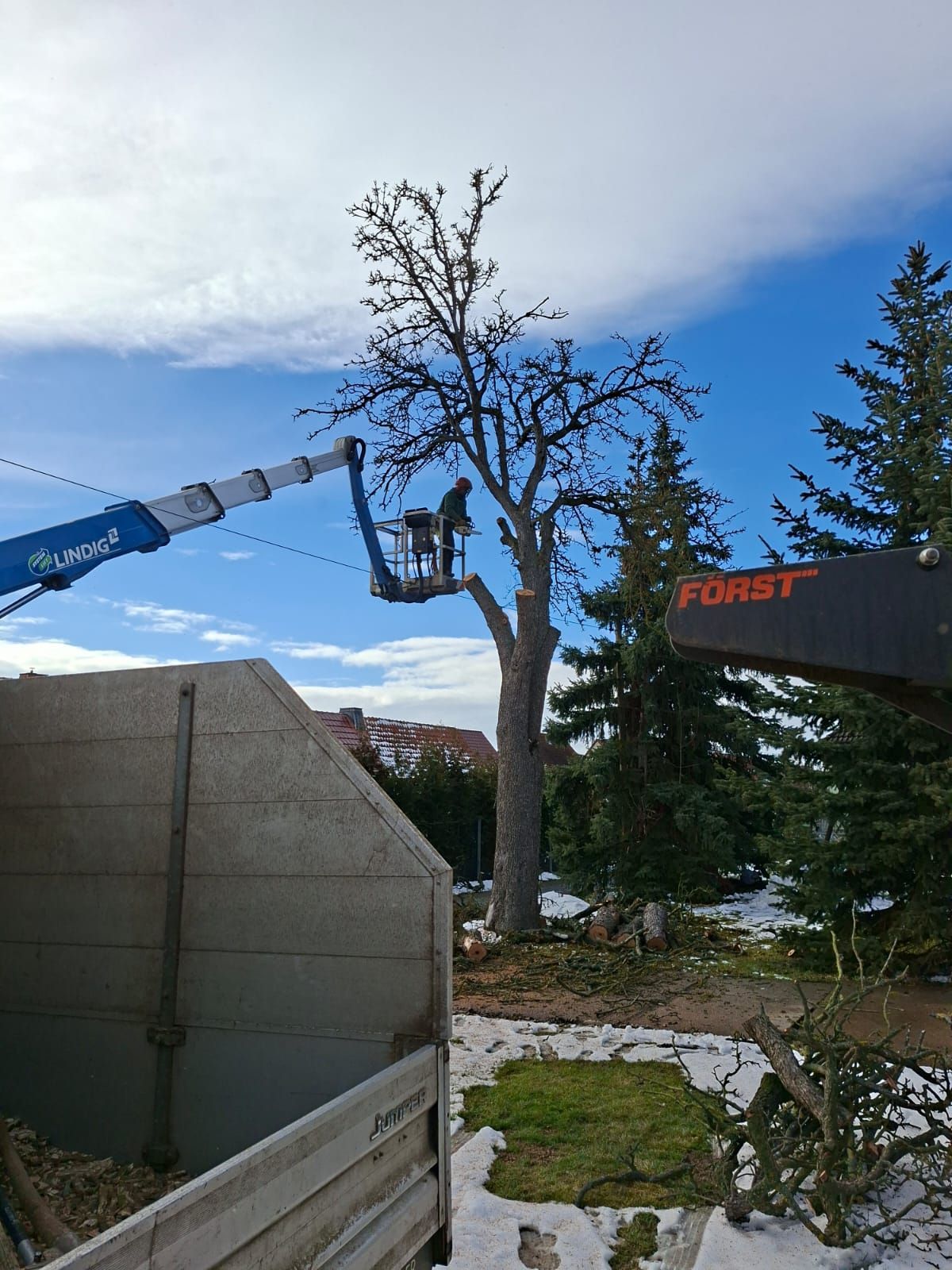 Hubarbeitsbühne bei Baumpflegearbeiten an hoher Baumkrone.
