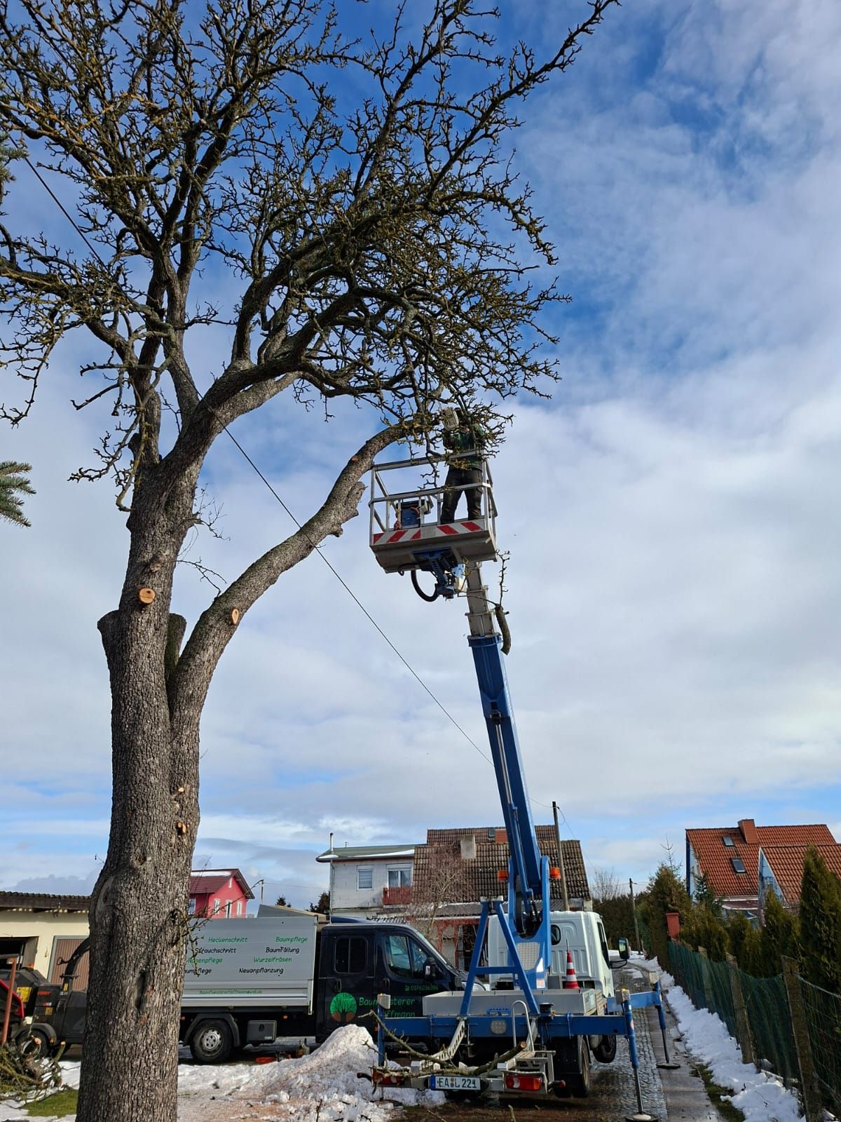 Großer Baum mit breiter Krone vor dem Rückschnitt.