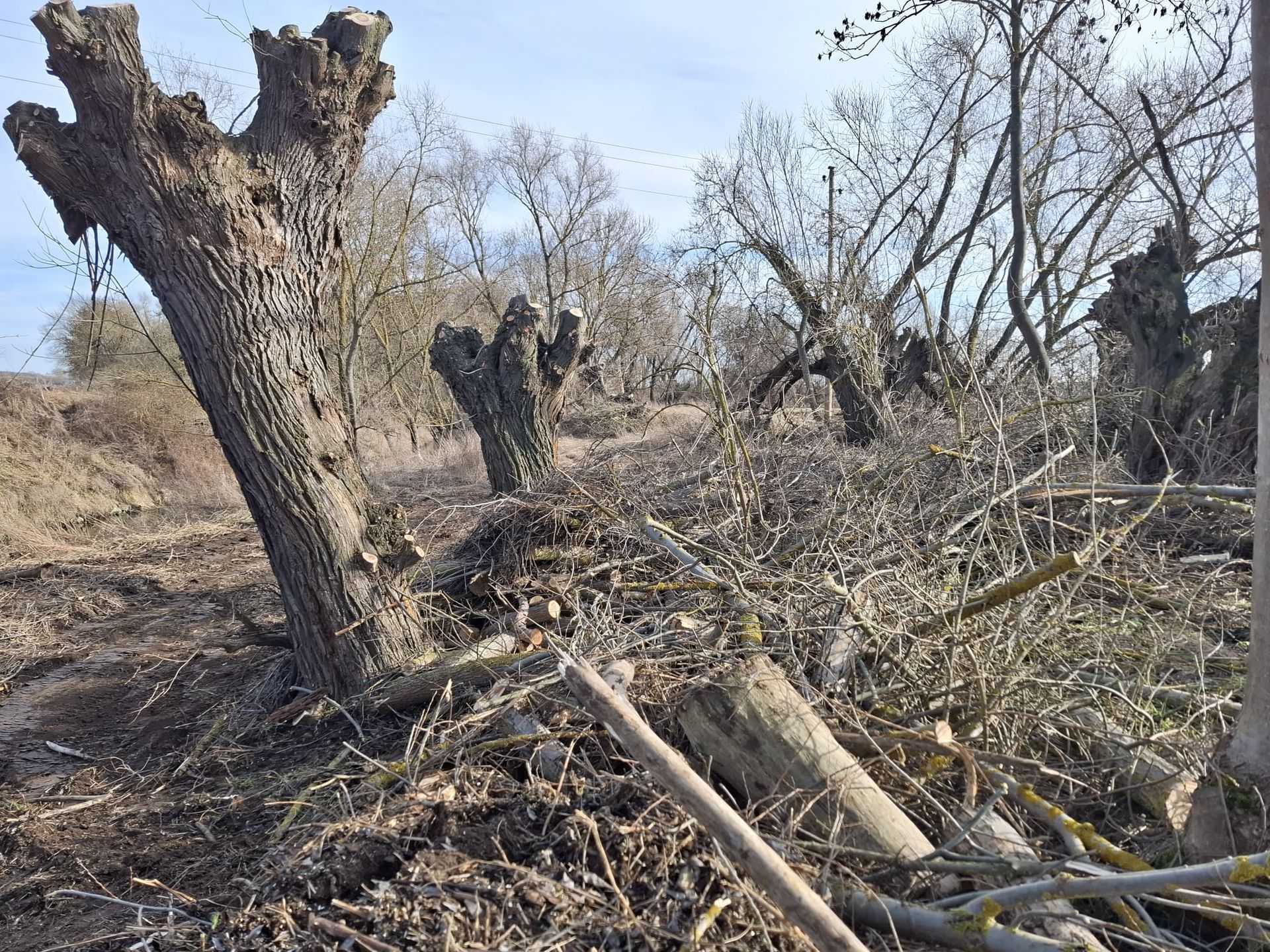Stark zurückgeschnittener Baumstamm nach professioneller Baumpflege.