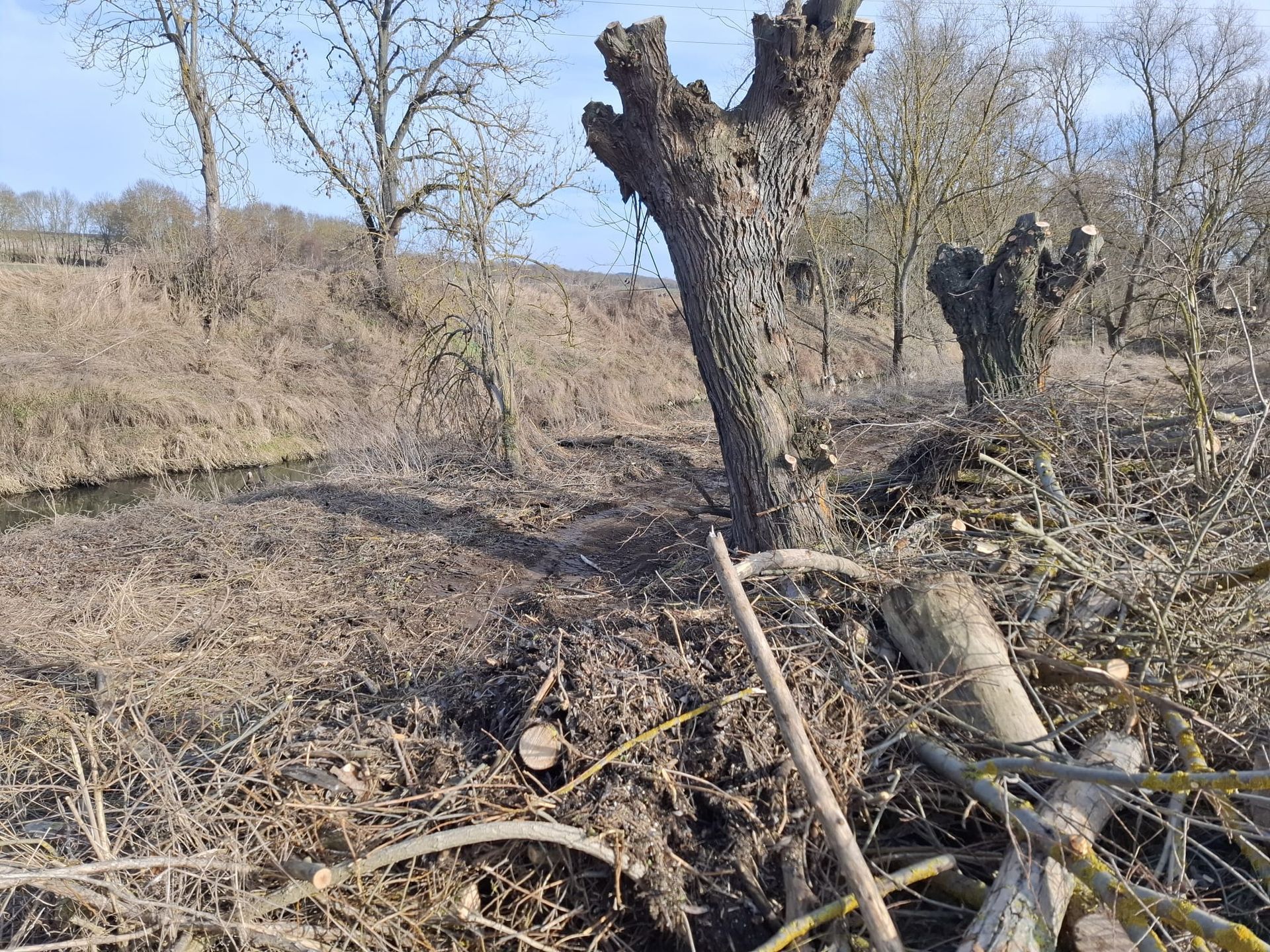 Alter Obstbaum nach fachgerechtem Rückschnitt im Herbst.