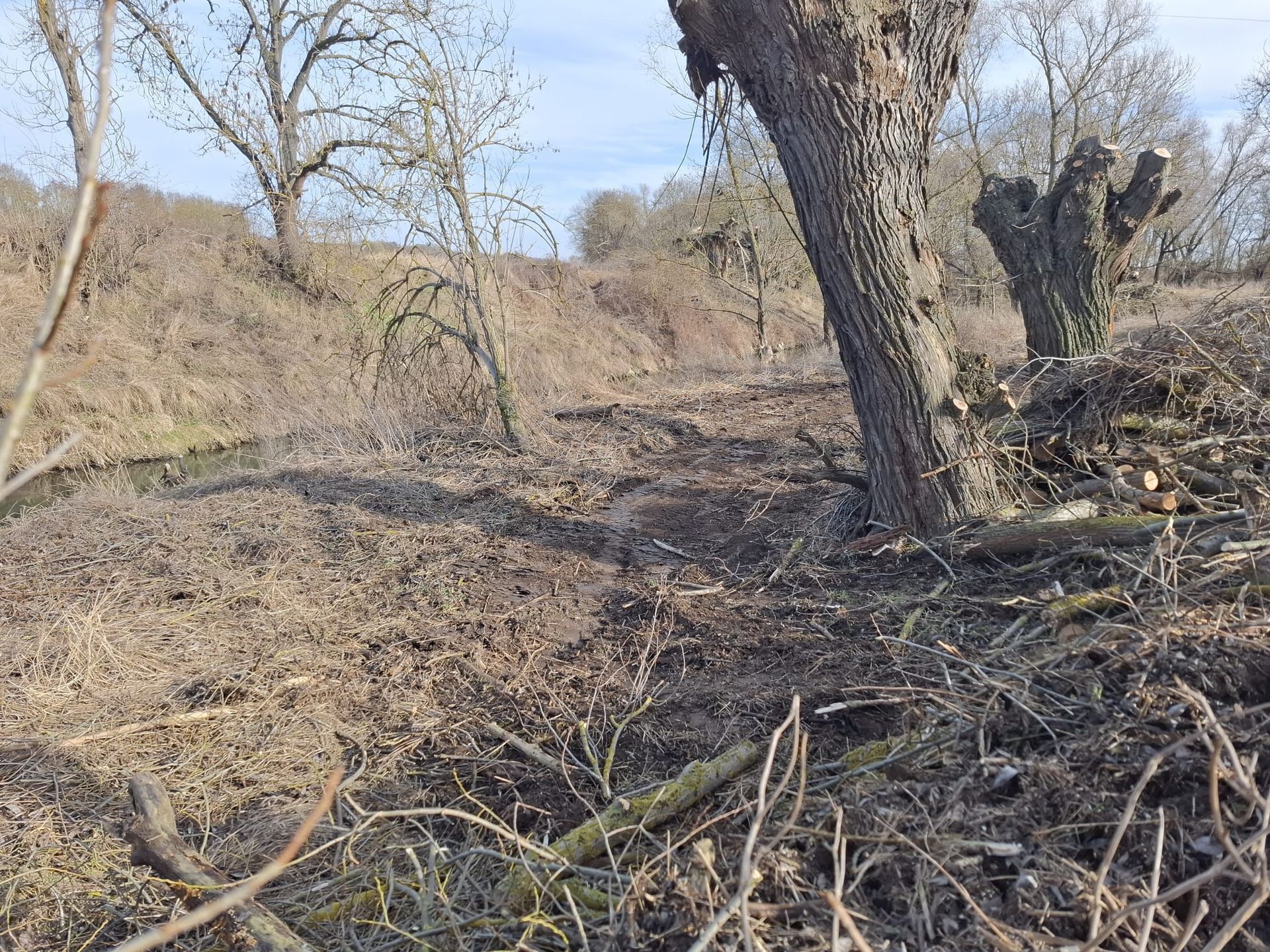 Mehrere zurückgeschnittene Obstbäume auf einer Streuobstwiese.
