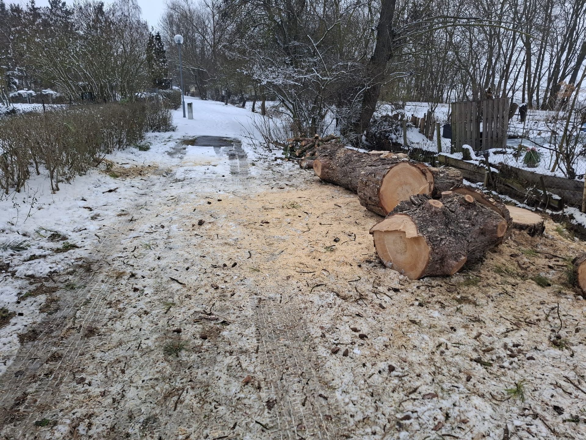Frisch gefällte Baumstämme mit Sägespänen bei Baumarbeiten im Winter.