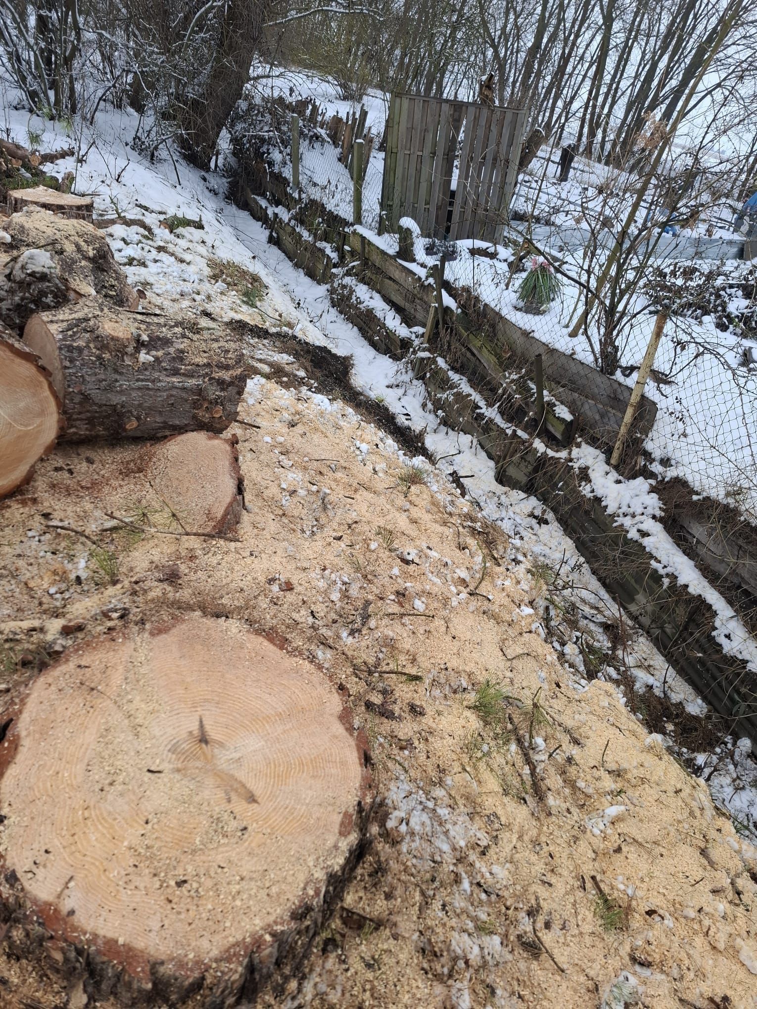 Gefällte Baumstämme und Äste auf verschneitem Boden nach Baumfällarbeiten.