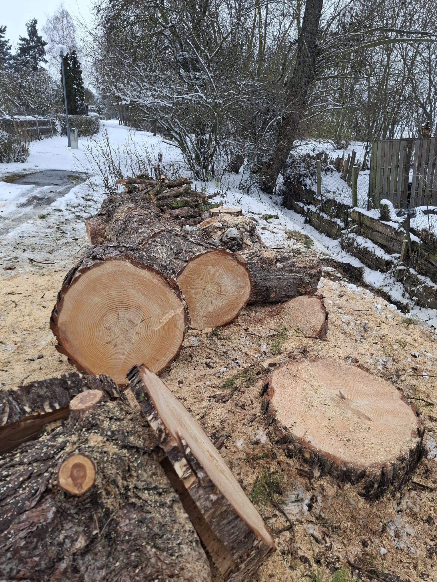 Verschneiter Weg mit geschnittenen Bäumen nach Baumpflegearbeiten.
