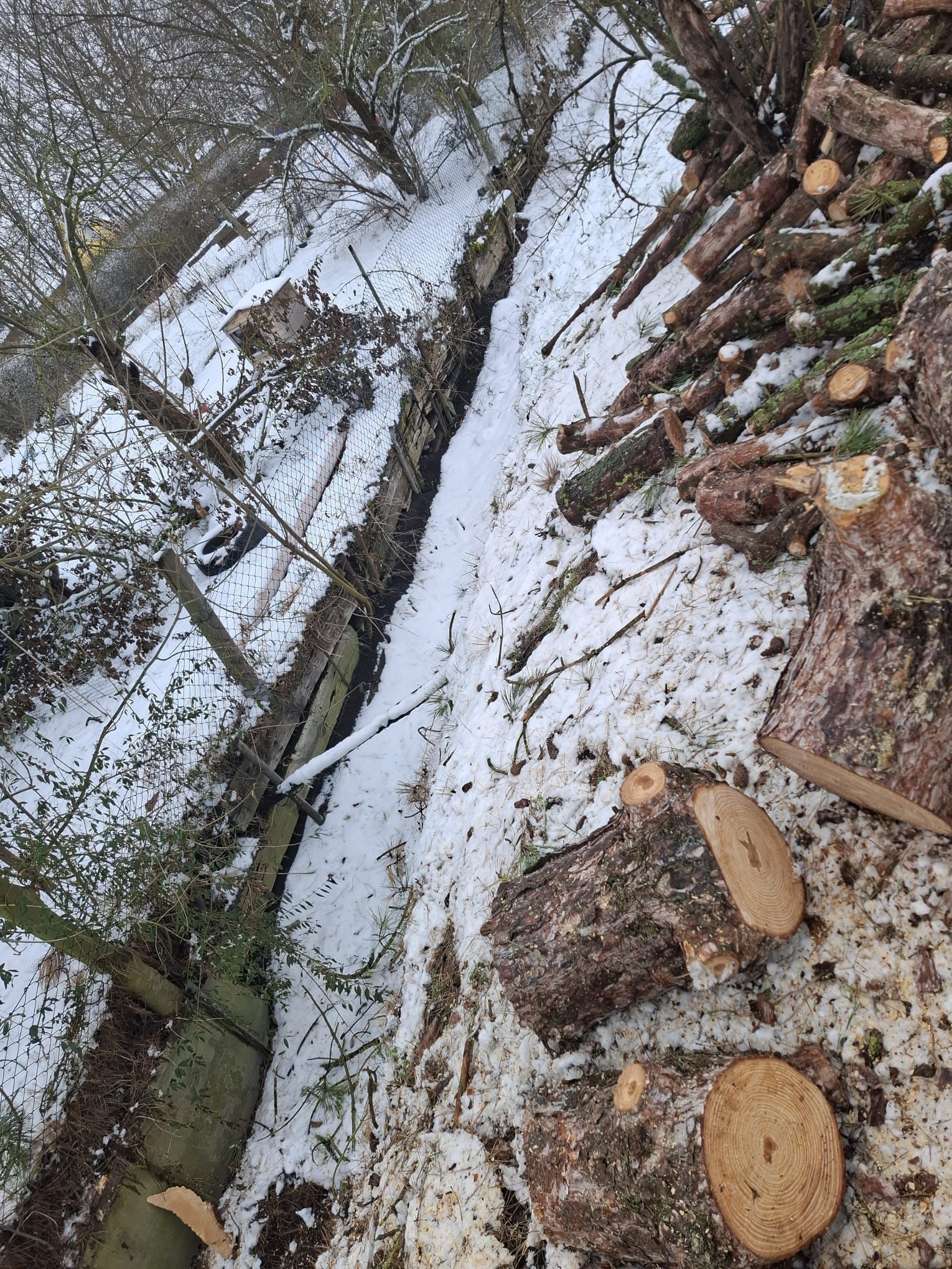 Gefällte Baumstämme im Wald nach Holzarbeiten.