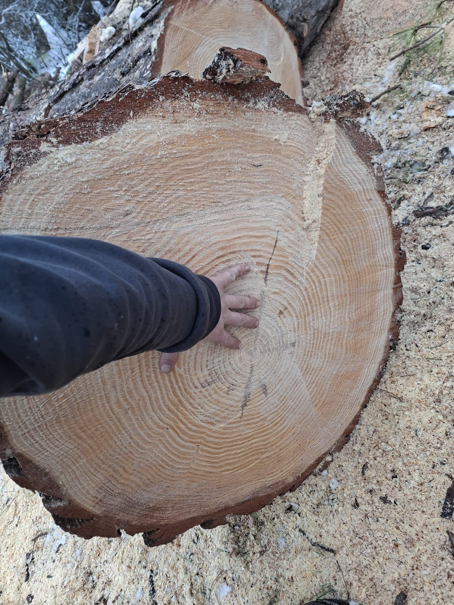 Detailaufnahme eines frisch gesägten Baumstamms mit Jahresringen.