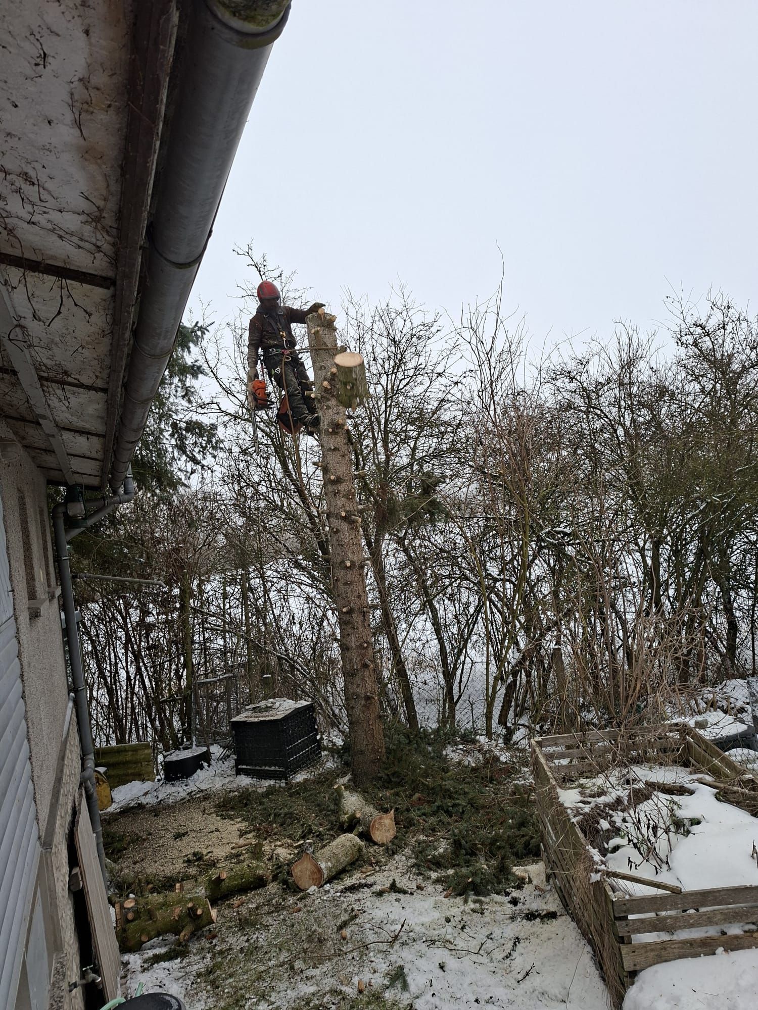 Baumpfleger mit Motorsäge bei Baumschnittarbeiten.