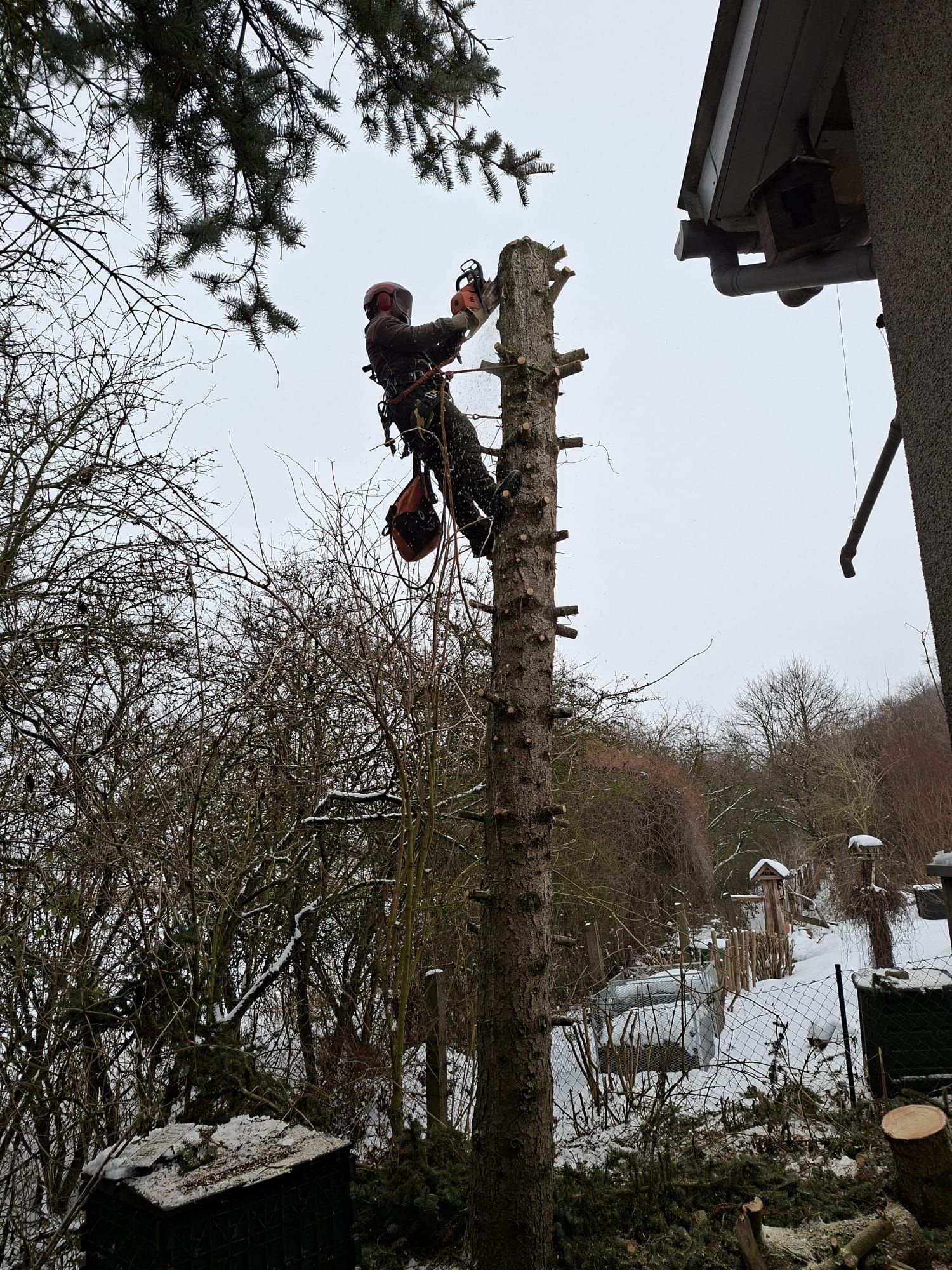 Baumpfleger auf Leiter beim Rückschnitt eines Baumes.