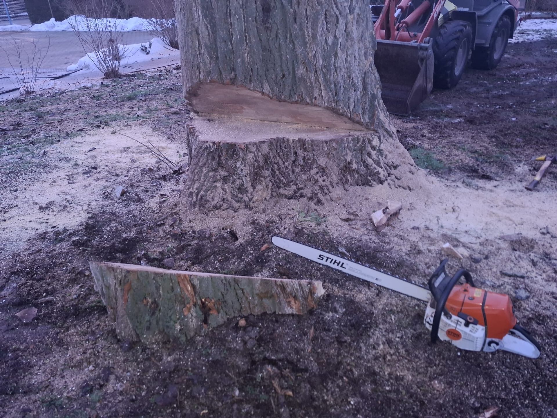 Frisch gefällter Baumstamm mit Motorsäge bei Baumfällarbeiten.