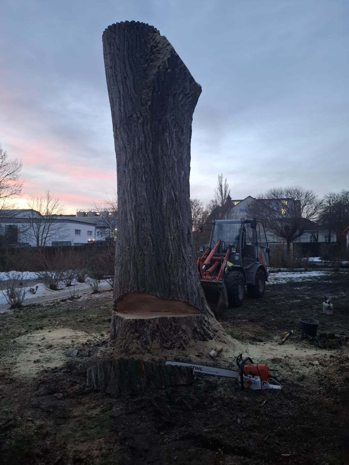 Großer Baumstamm nach Baumfällung auf freier Fläche.