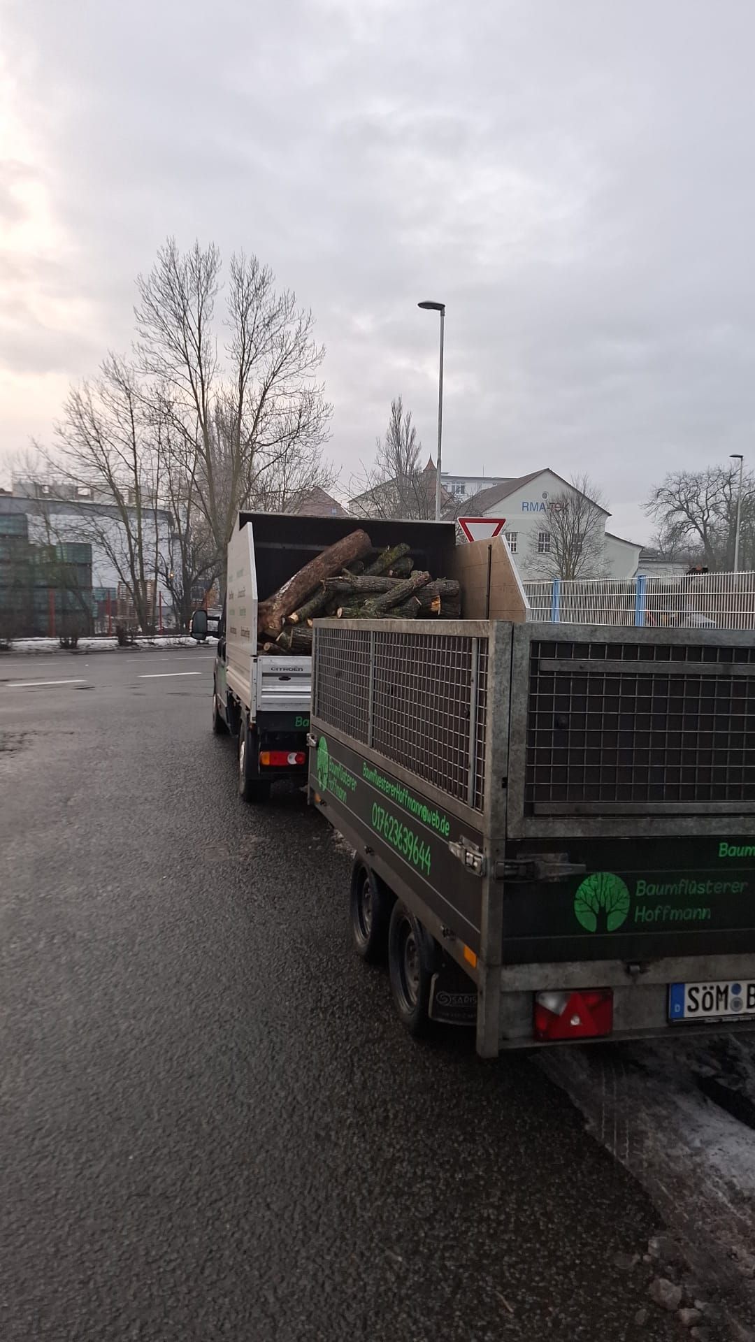 Hoher Baum in Wohngebiet vor Baumpflegearbeiten.