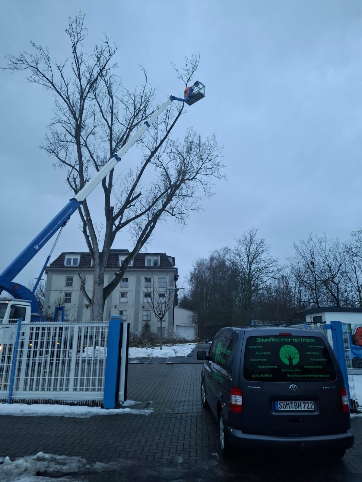 Baumpfleger schneidet Äste eines hohen Baumes mit Hubarbeitsbühne.