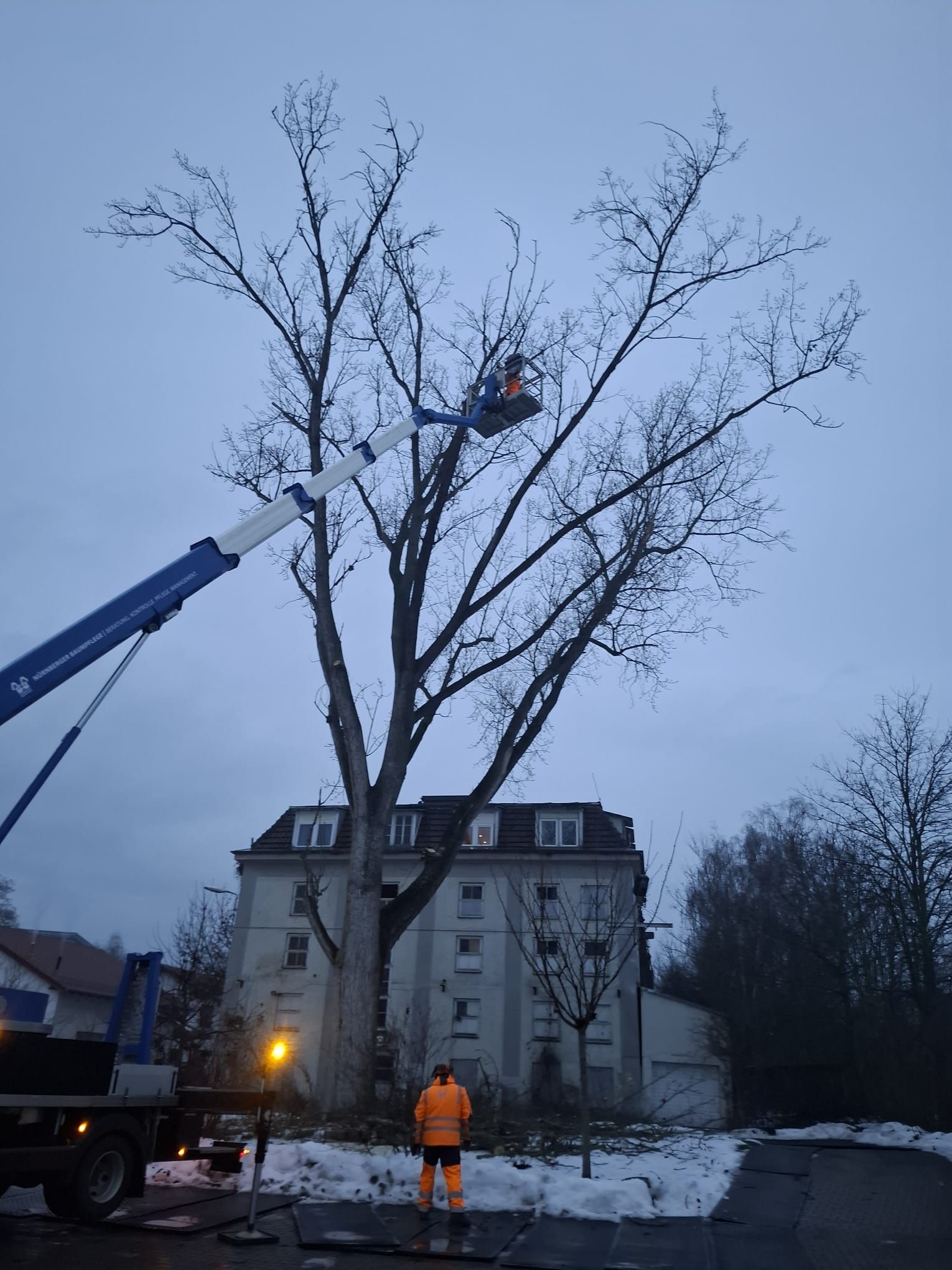 Baumpfleger in Hubarbeitsbühne beim Rückschnitt einer hohen Baumkrone.