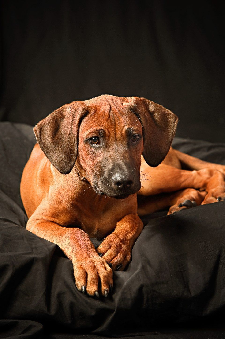 Licht und Gestaltung Gabriele Pecoraino Fotograf Portrait Tier