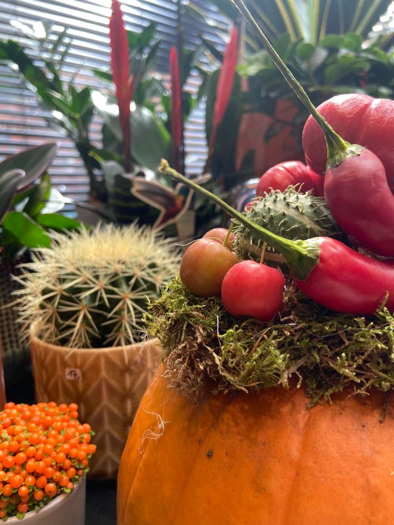 Cactussen en herfstdecoratie