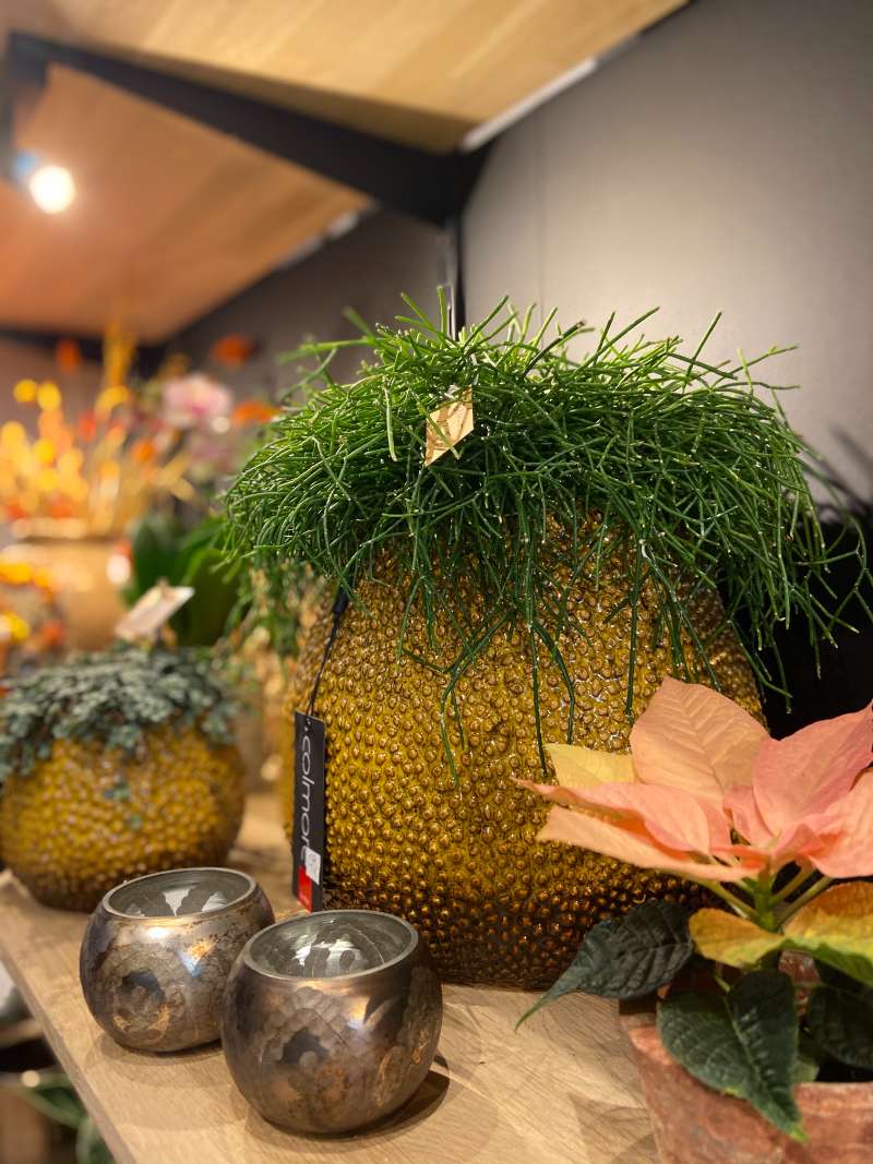 Mooie trendy planten