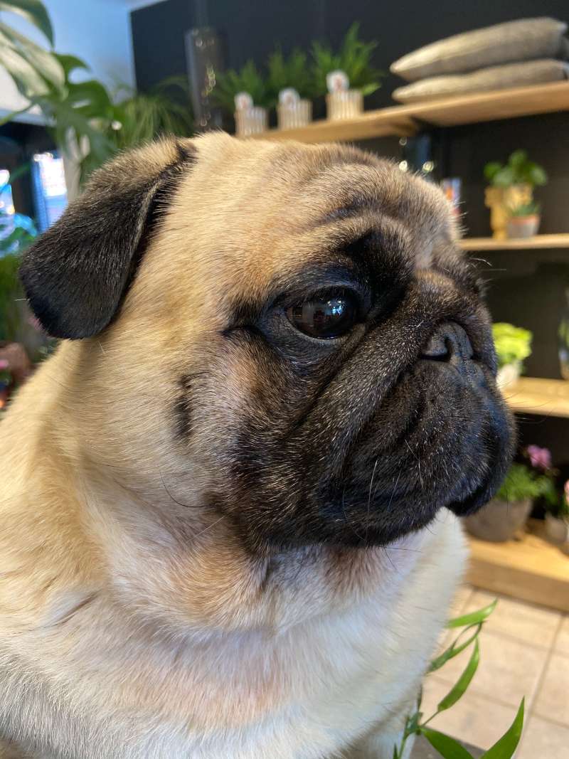 Hondje bloemenwinkel